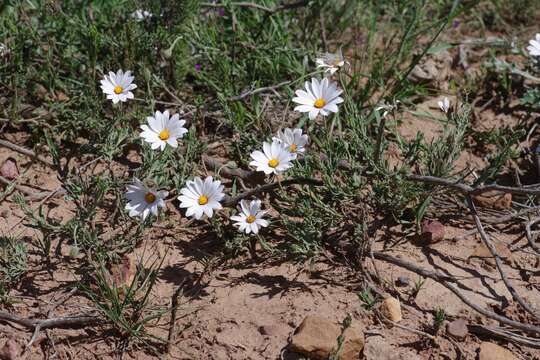 Image de Dimorphotheca zeyheri Sond.