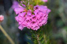 Image of Erica abietina subsp. constantiana E. G. H. Oliv. & I. M. Oliv.