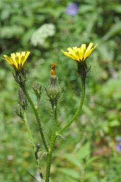 Image of Picris nuristanica Bornm.