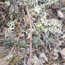 Image of Dalea sericea Lag.