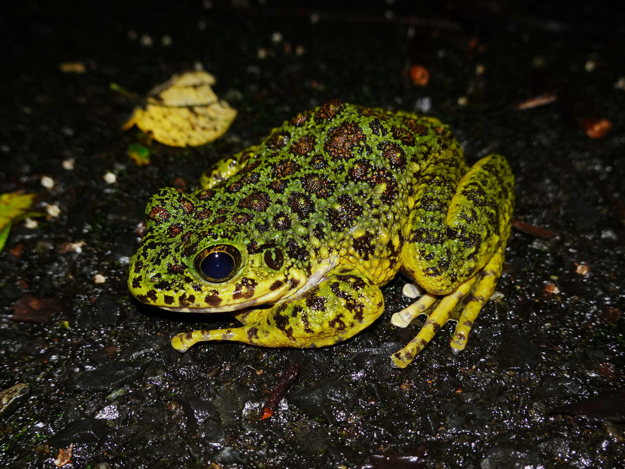 Image of Odorrana splendida Kuramoto, Satou, Oumi, Kurabayashi & Sumida 2011