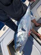 Image of Atlantic Little Tuna