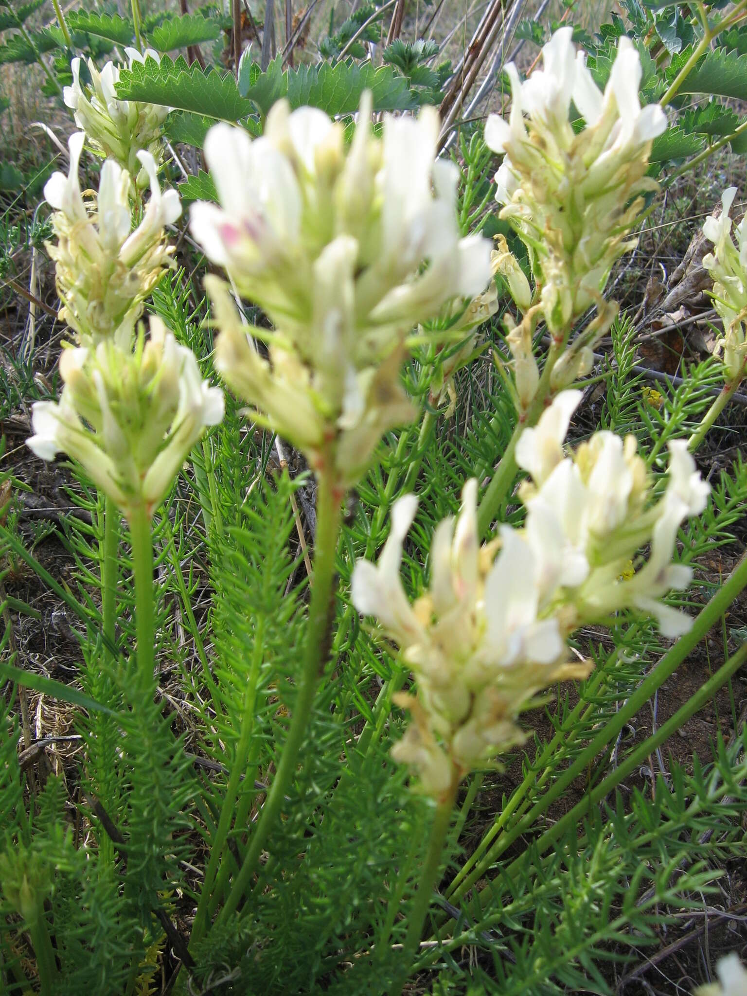 Oxytropis muricata (Pall.) DC. resmi