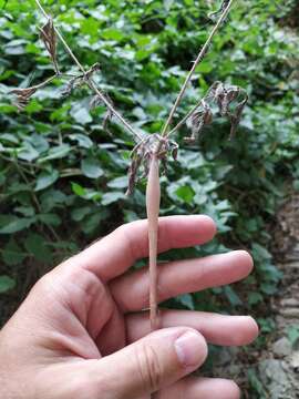 Image of Chaerophyllum nodosum (L.) Crantz