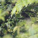 Image of Mindanao Brown Dove