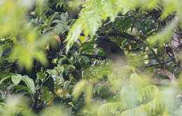 Image of Mindanao Brown Dove