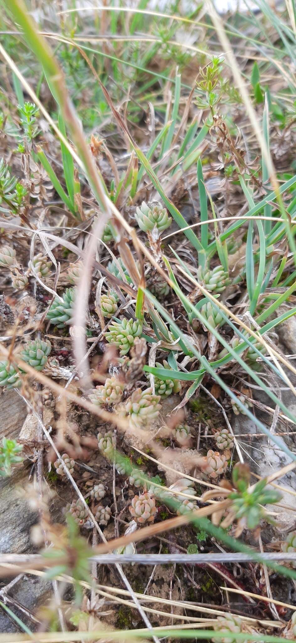 Image of Sedum urvillei DC.