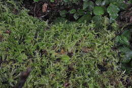 Image of ptilium moss