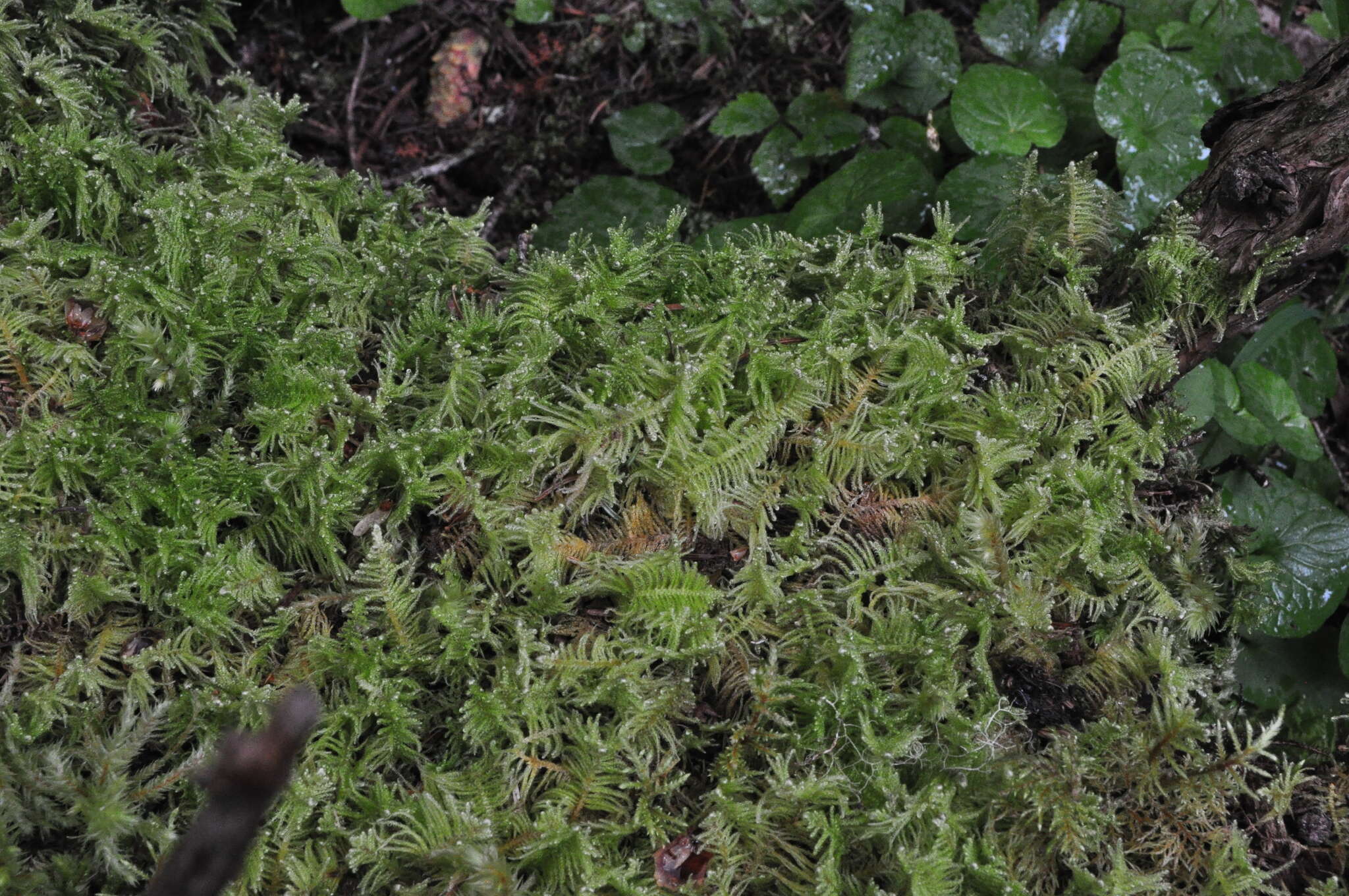 Image of ptilium moss