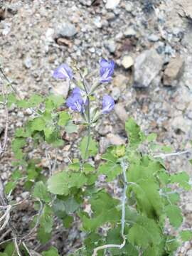 Imagem de Salvia cedrosensis Greene