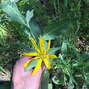 Image of whitehead mule-ears