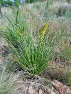 Image of Bulbine angustifolia Poelln.