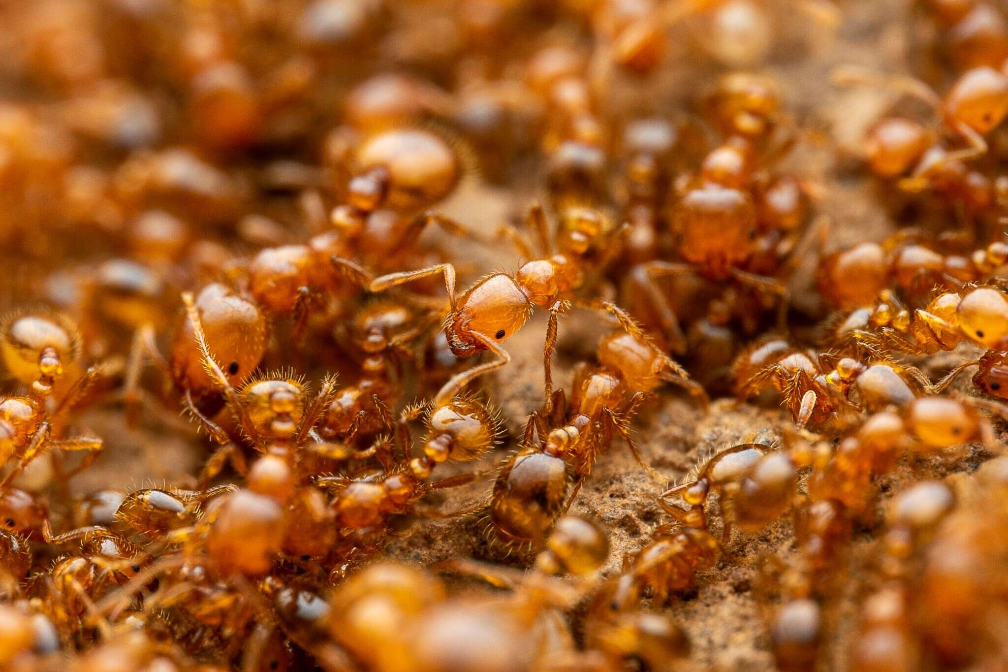 Image of Desert Fire Ant