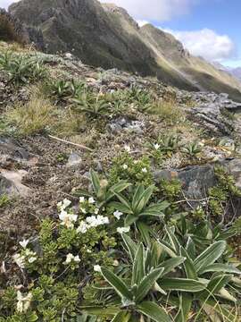 Image of <i>Veronica <i>macrantha</i></i> var. macrantha