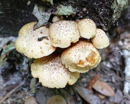 Image of Gymnopilus lepidotus Hesler 1969