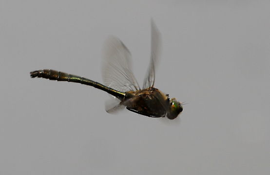 Image of Downy Emerald