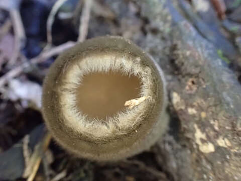 Image of Trichaleurina tenuispora M. Carbone, Yei Z. Wang & C. L. Huang 2013