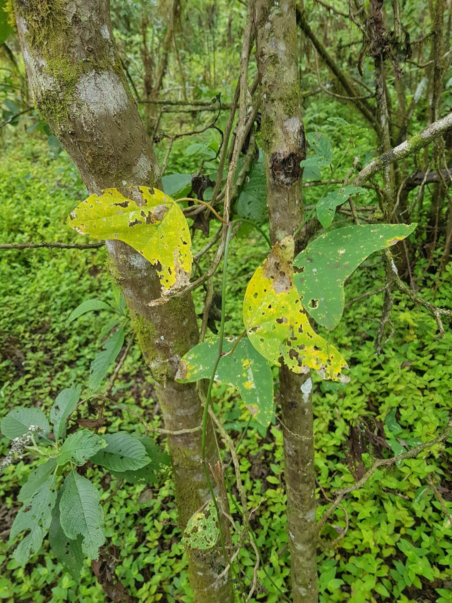 Image of Passiflora colinvauxii Wiggins