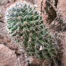 Imagem de Mammillaria xaltianguensis subsp. xaltianguensis