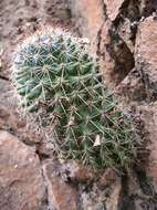 Image of Mammillaria xaltianguensis subsp. xaltianguensis