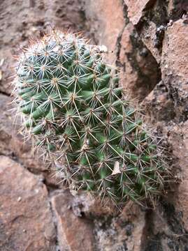 Image of Mammillaria xaltianguensis Sánchez-Mej.