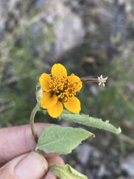 Image of Sclerocarpus divaricatus (Benth.) Benth. & Hook. fil. ex Hemsl.