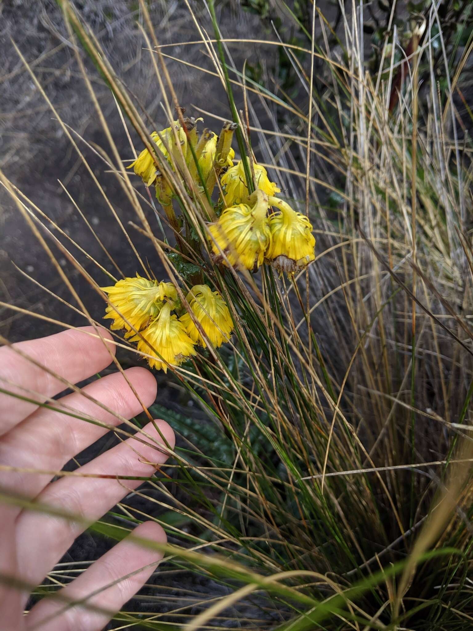 Image de Senecio chionogeton Wedd.