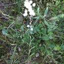 Слика од Erigeron acris subsp. podolicus (Bess.) Nym.