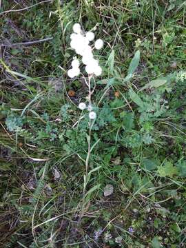 Image de Erigeron acris subsp. podolicus (Bess.) Nym.