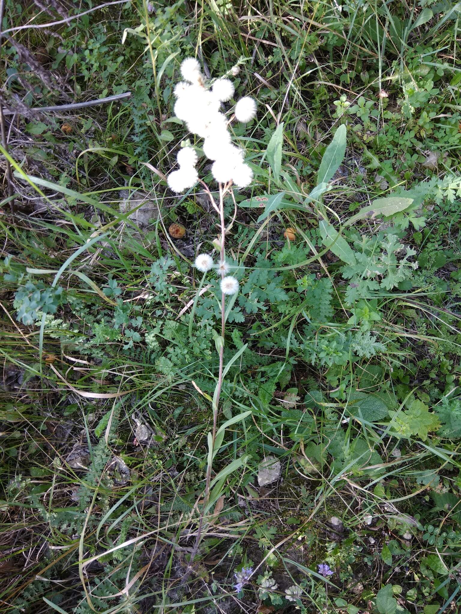 Plancia ëd Erigeron acris subsp. podolicus (Bess.) Nym.