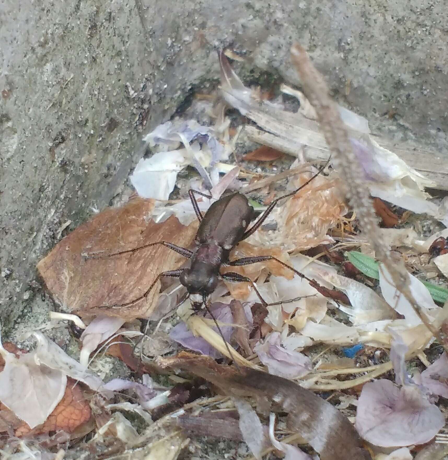 Image of Cliff tiger beetle