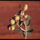 Image of Corymbia deserticola subsp. mesogeotica K. D. Hill & L. A. S. Johnson