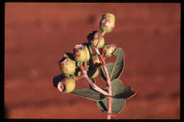 Image of Corymbia deserticola (D. J. Carr & S. G. M. Carr) K. D. Hill & L. A. S. Johnson