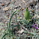 Image of Iris timofejewii Woronow