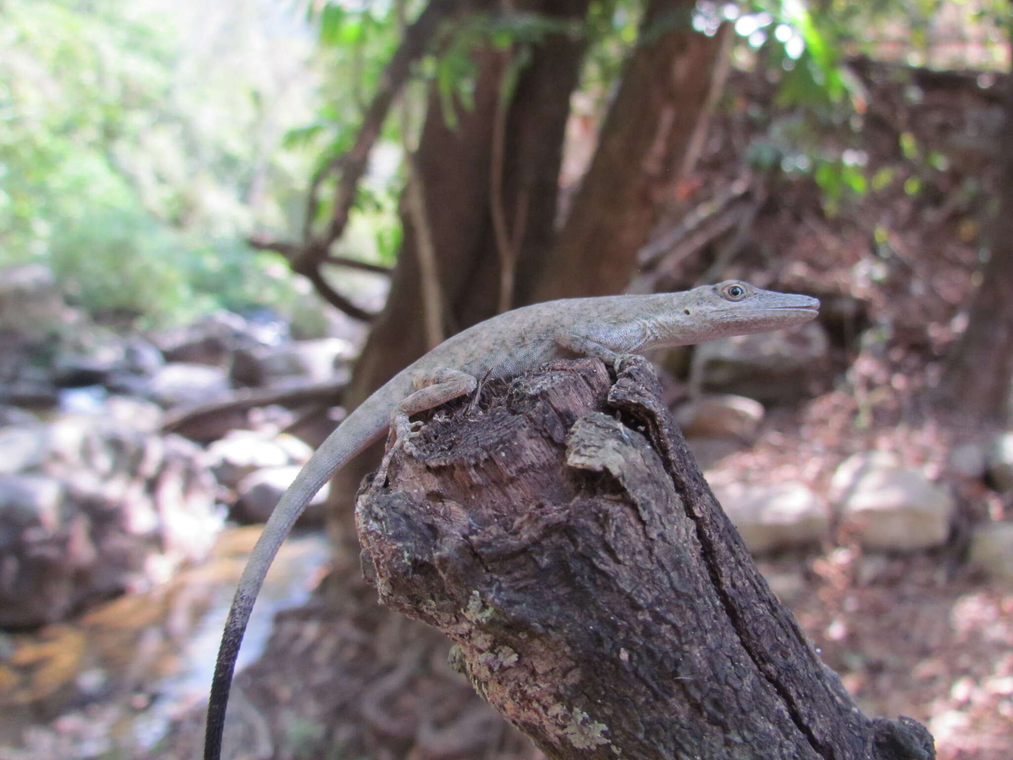 Image of Veronica's  Anole