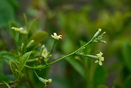 Image of Neoalsomitra clavigera (Wall.) Hutch.