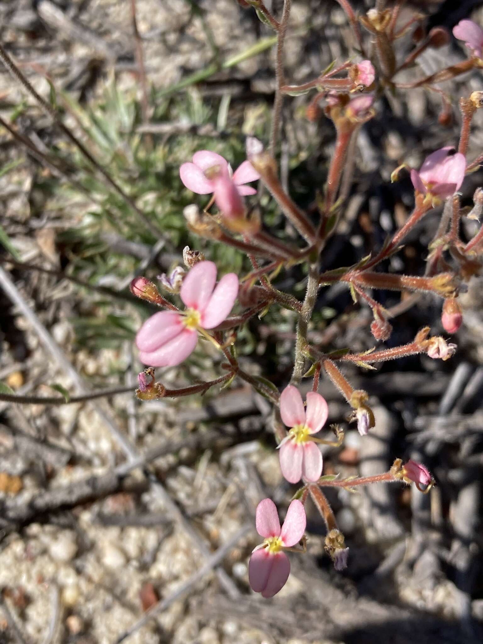 Image of Stylidium drummondianum A. Lowrie & S. Carlquist