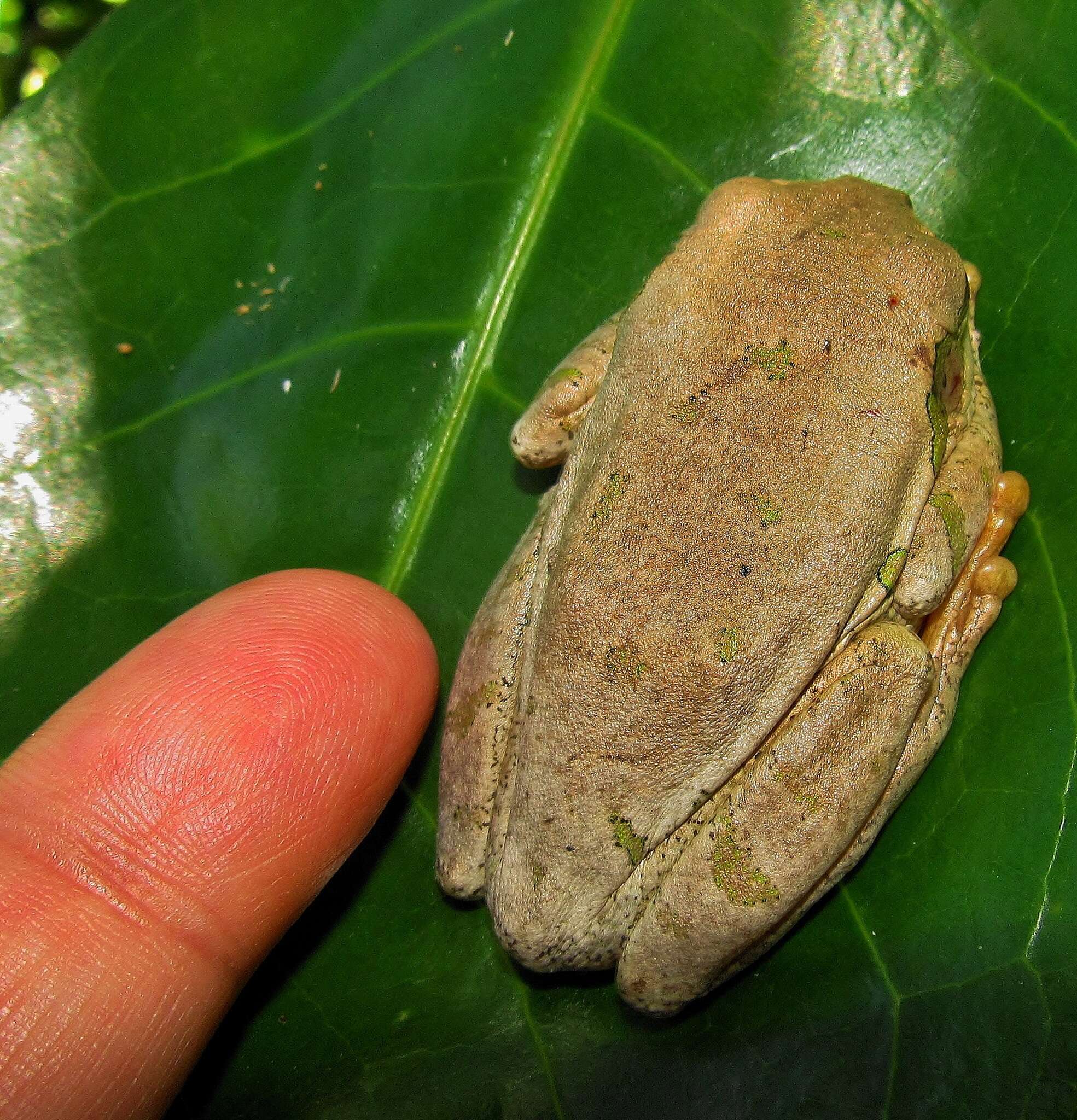 Leptopelis natalensis (Smith 1849)的圖片