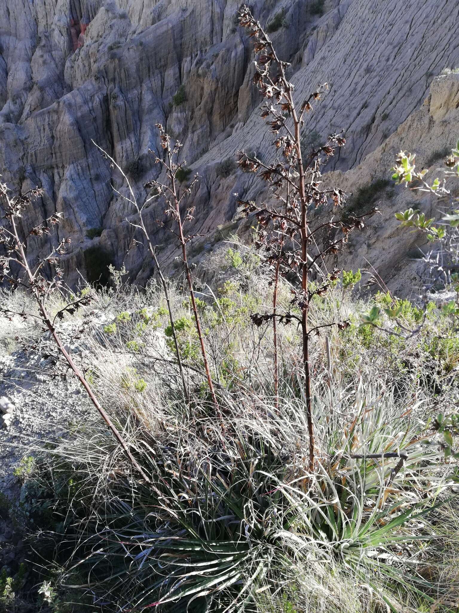 Image of Puya cochabambensis R. Vásquez & Ibisch