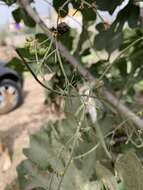 Image of Asparagus umbellatus subsp. umbellatus