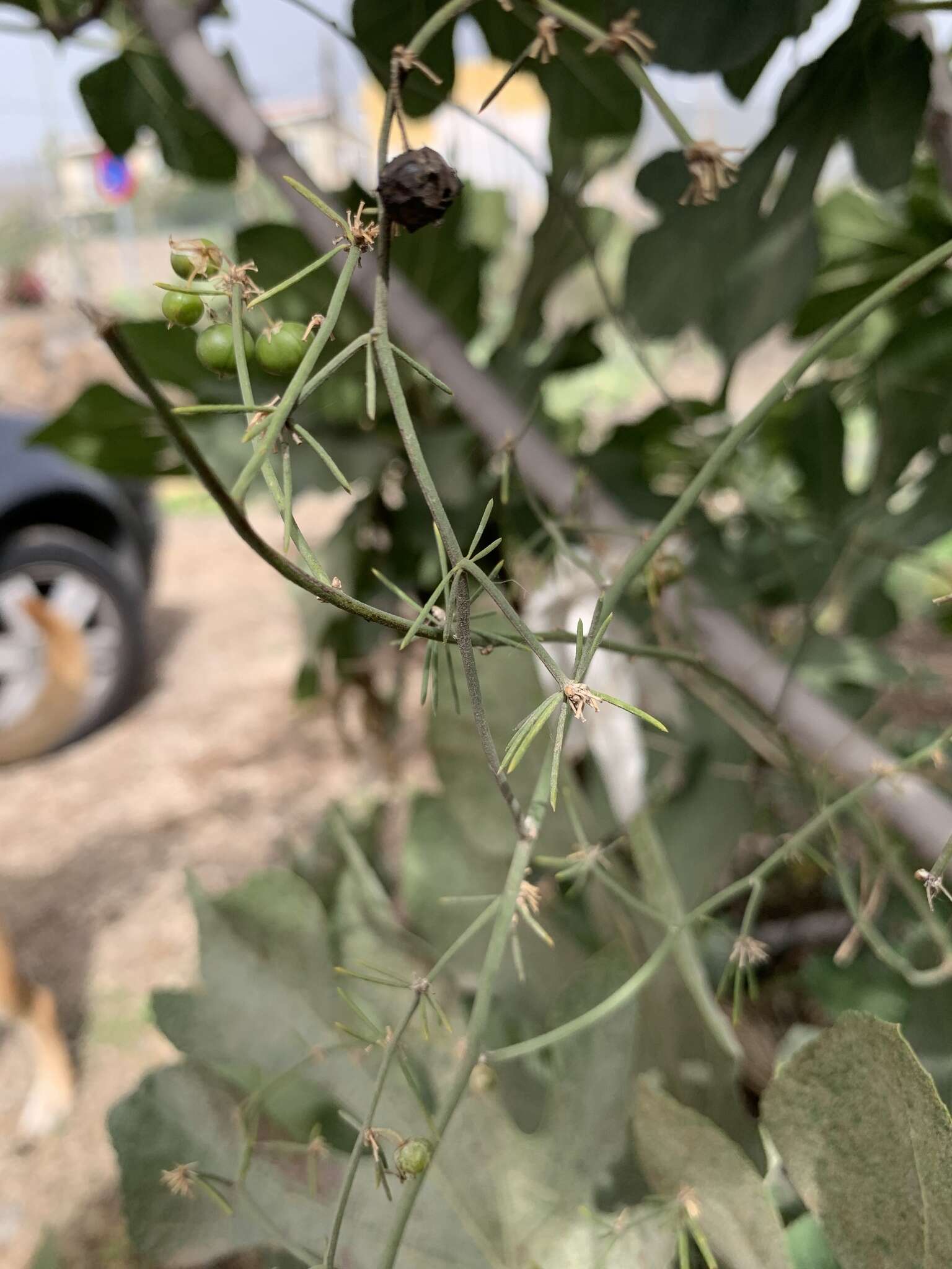 Image of Asparagus umbellatus subsp. umbellatus