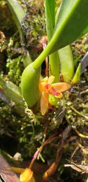 Image of rufous tiger orchid