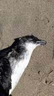 Image of Peruvian Diving Petrel