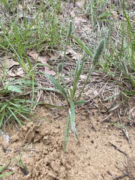 Image of Wright's plantain