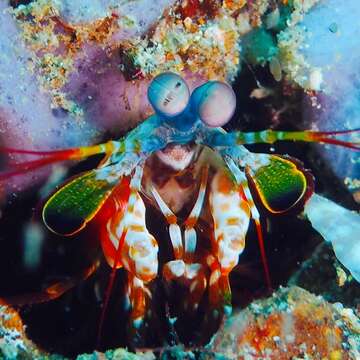 Image of peacock mantis shrimp