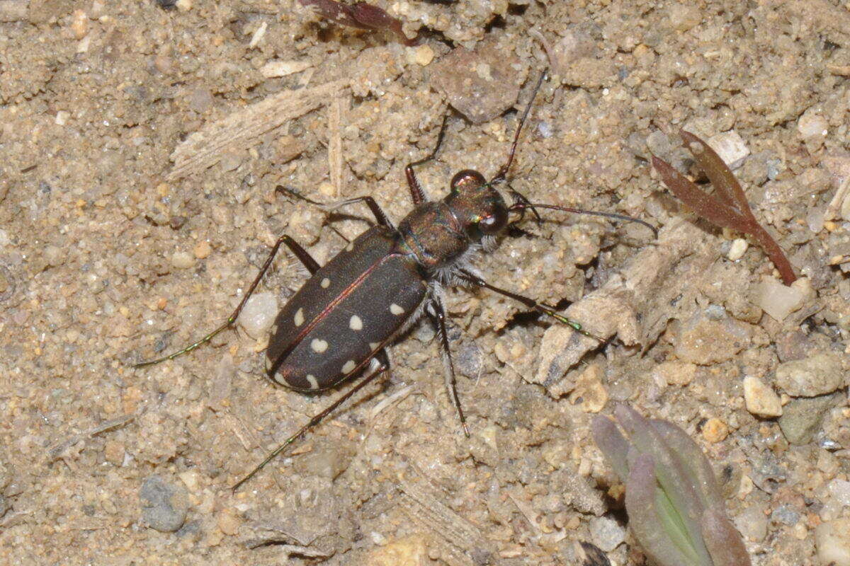 Image of Cicindela (Calomera) littoralis Fabricius 1787