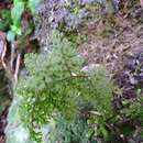 Image of <i>Hymenophyllum polyanthon</i>
