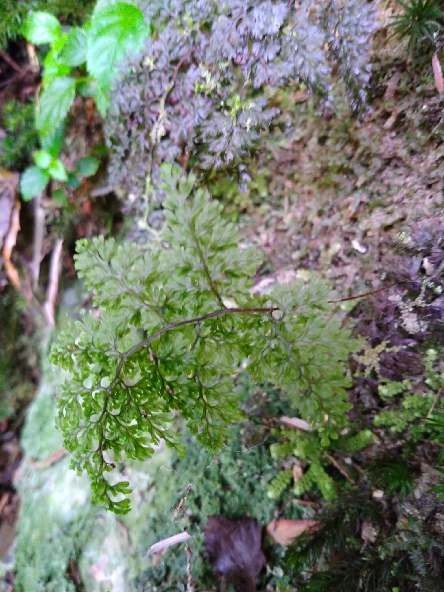 Image de <i>Hymenophyllum polyanthon</i>