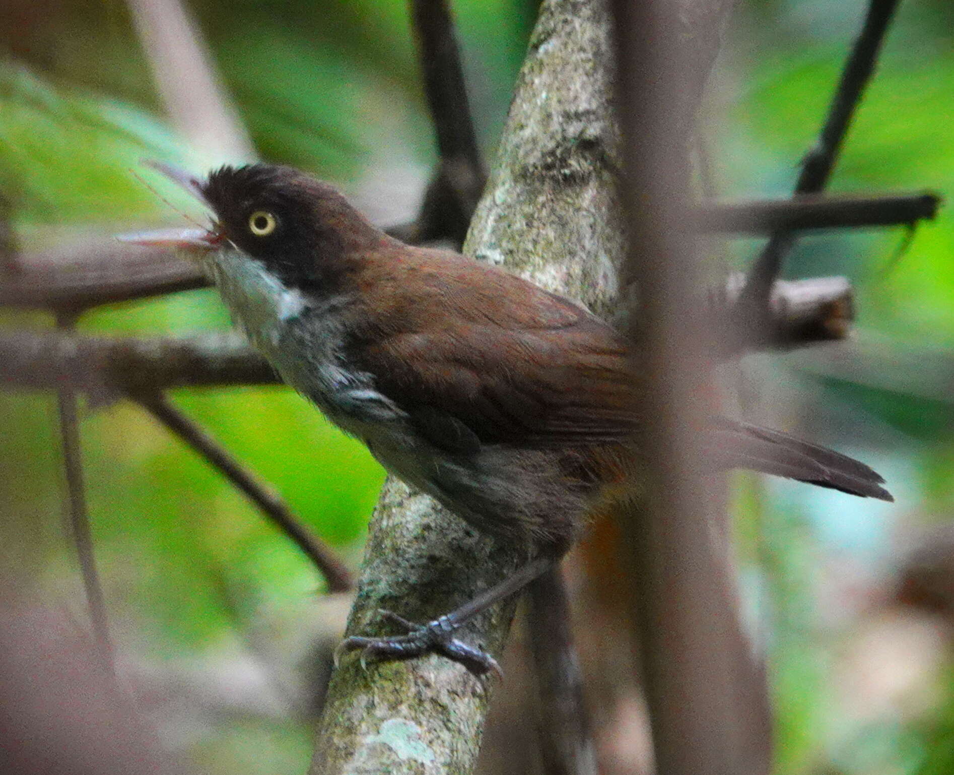 Слика од Dumetia atriceps nigrifrons (Blyth 1849)