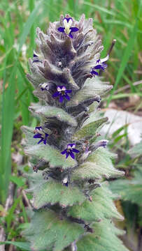 Image of Ajuga orientalis L.